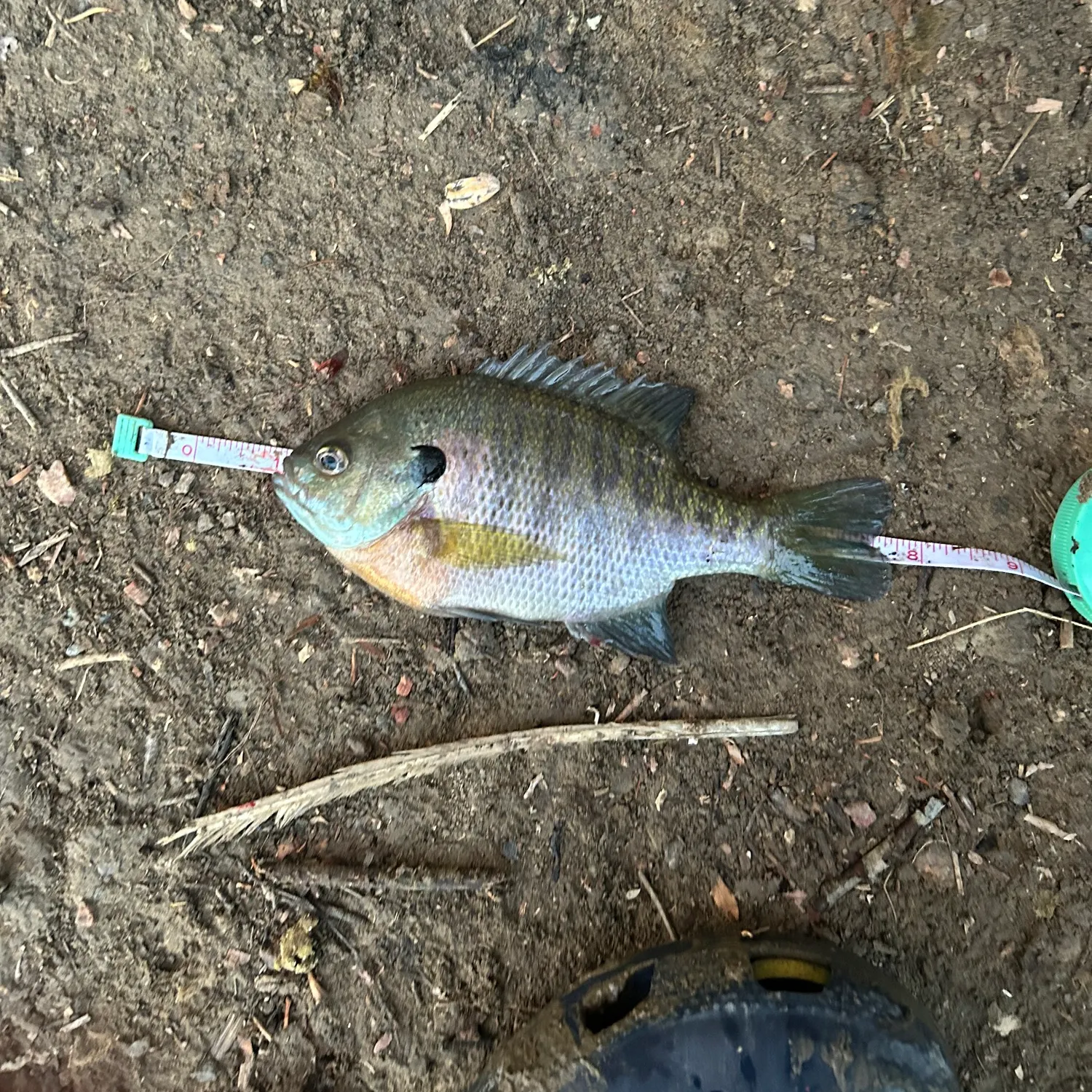 Bluegill caught on Fishbrain