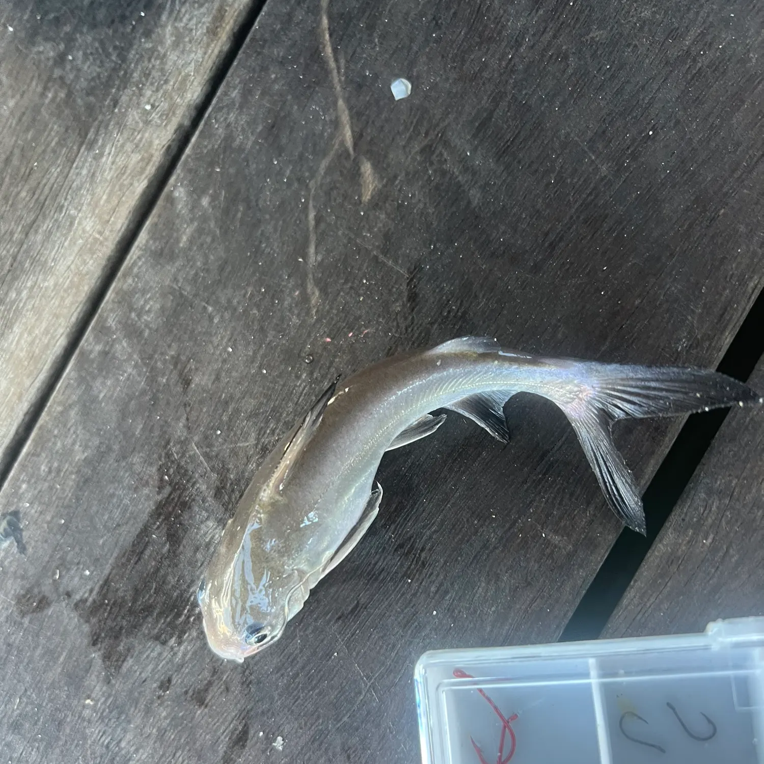 The most recent Blue salmon catfish catches on Fishbrain
