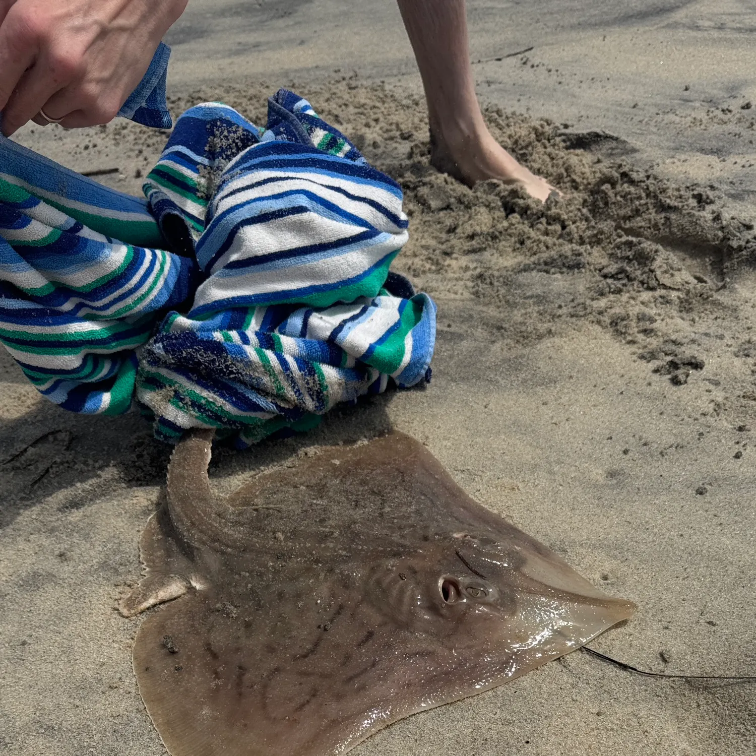 The most recent Blue skate catches on Fishbrain