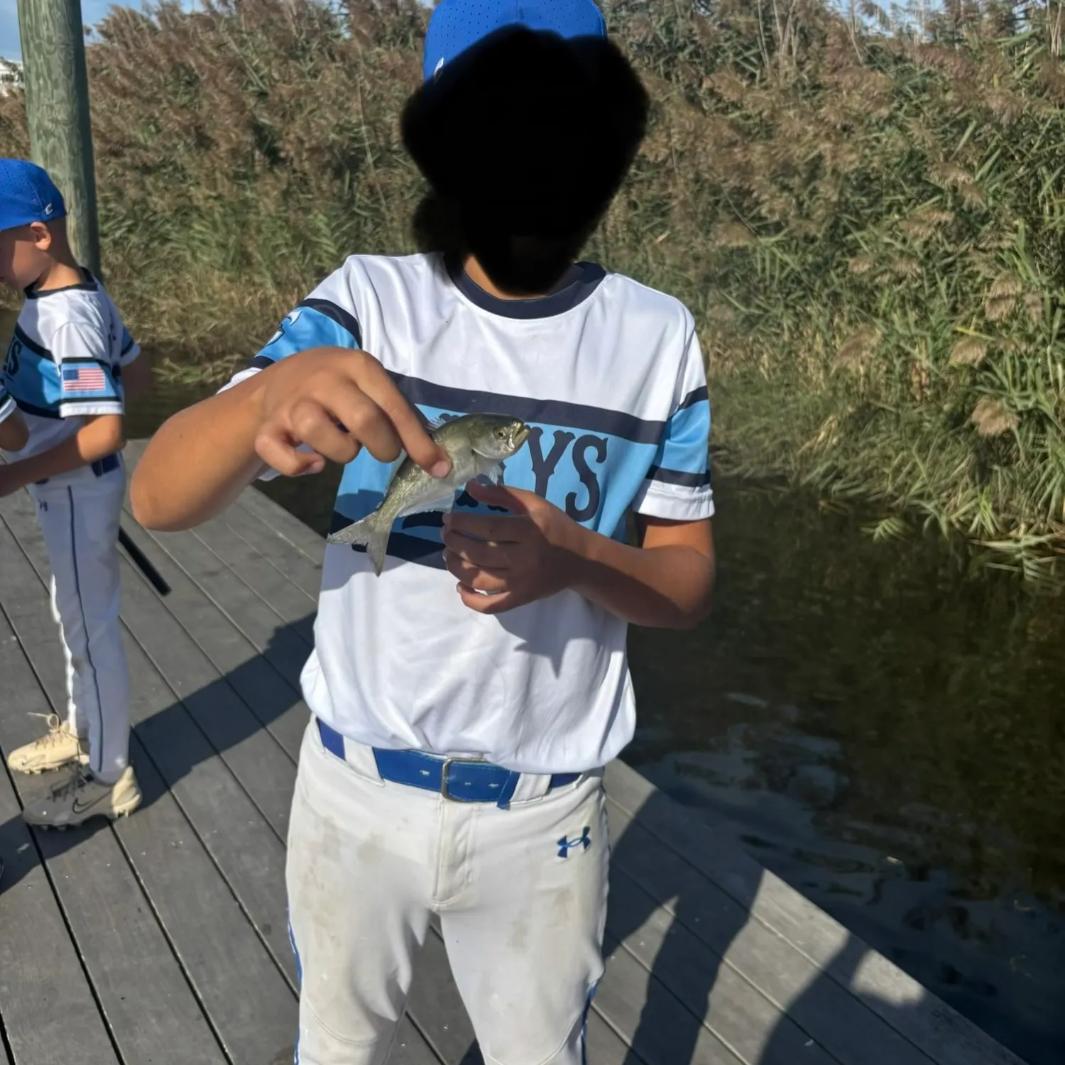 The most recent American shad catches on Fishbrain