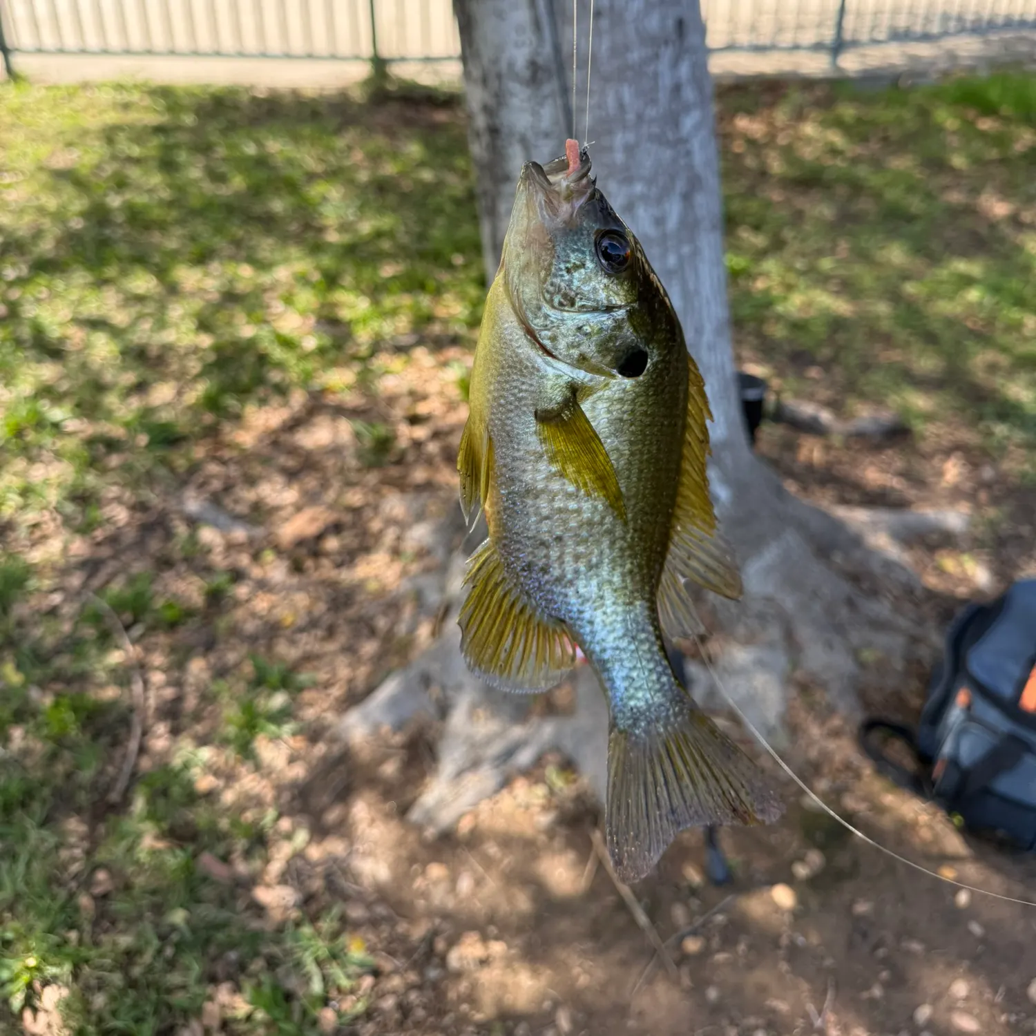 Bluegill caught on Fishbrain