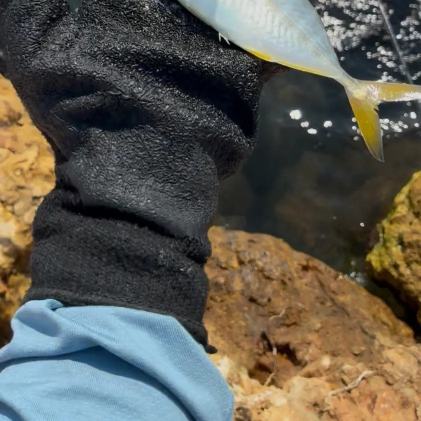The most recent Yellow jack catches on Fishbrain