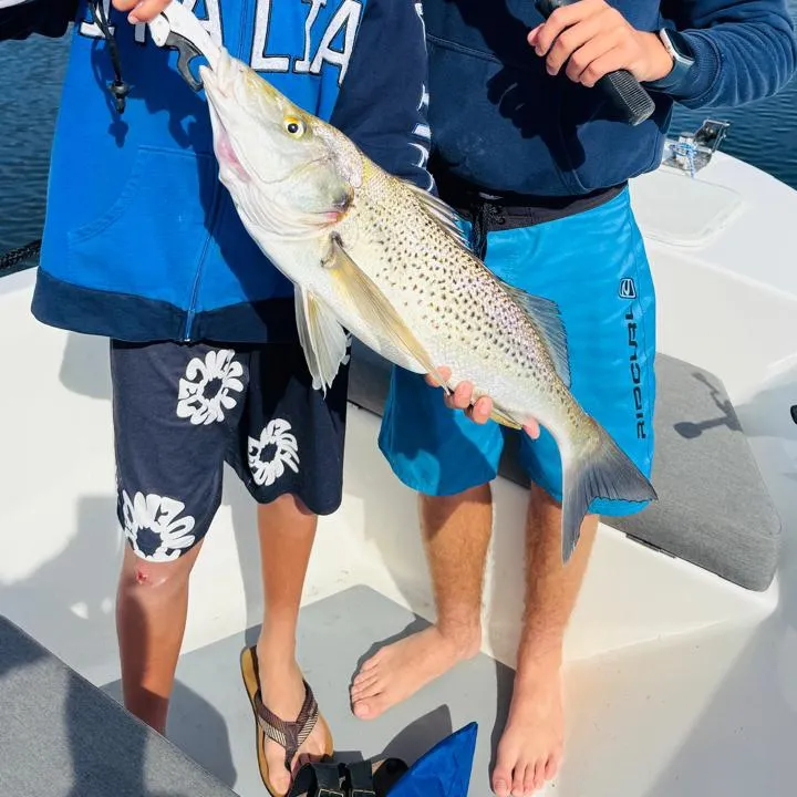 The most recent Smallspotted grunter catches on Fishbrain