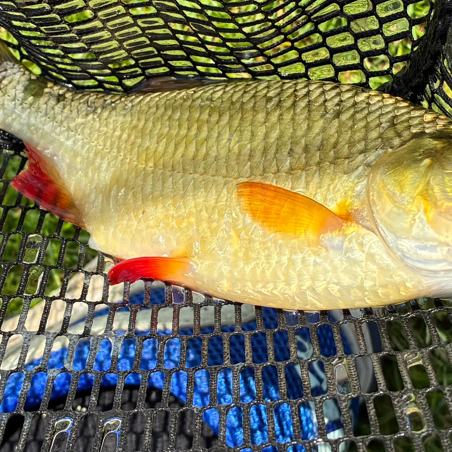 The most recent Common roach catches on Fishbrain