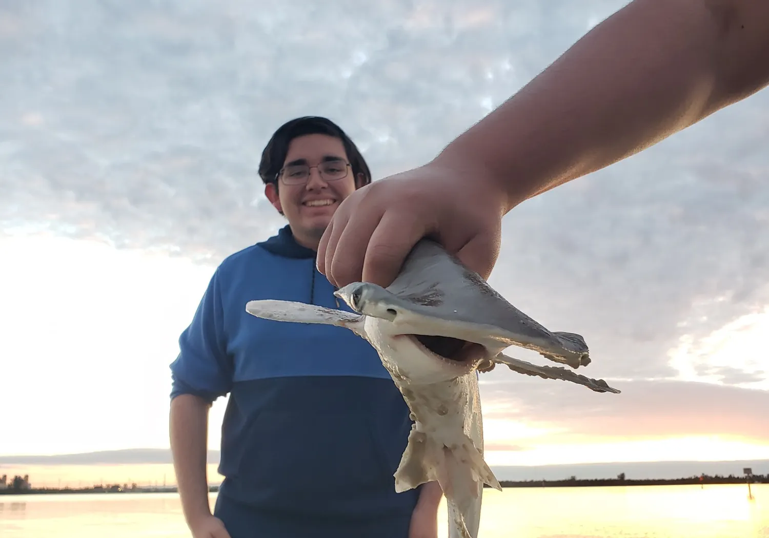 Smooth hammerhead shark