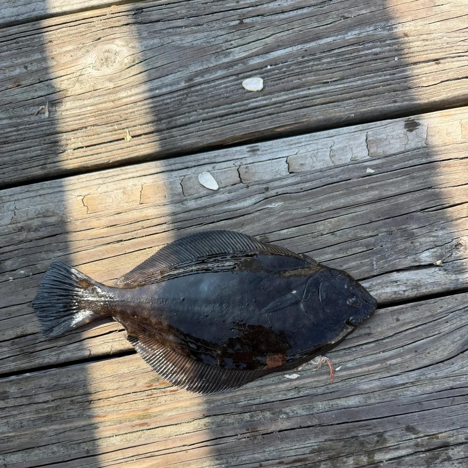 The most recent European flounder catches on Fishbrain