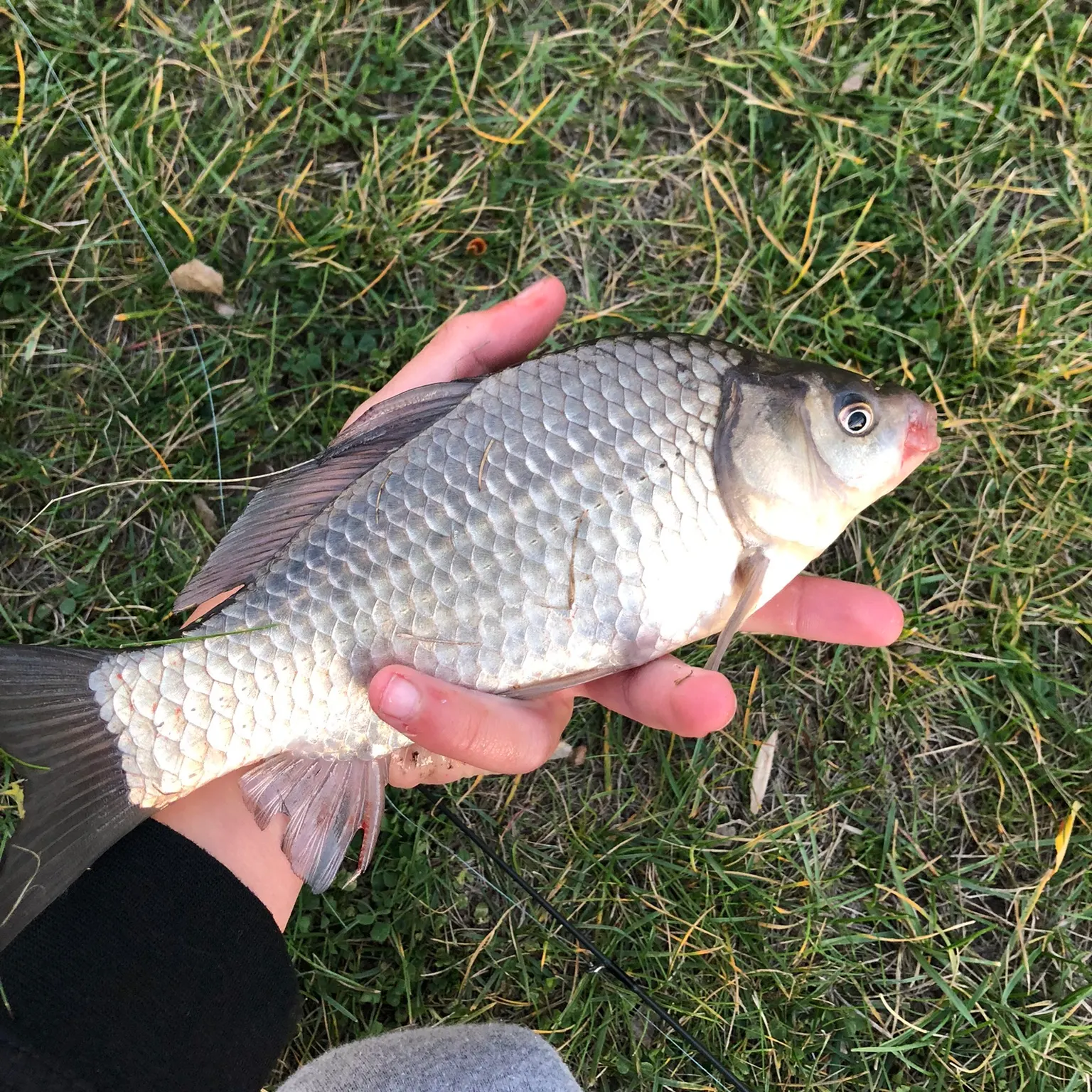 The most recent Prussian carp catches on Fishbrain