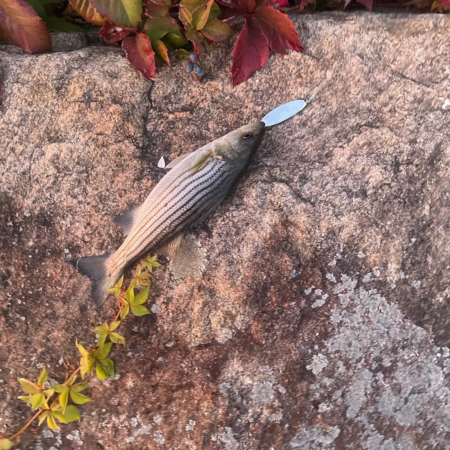 Striped bass caught on Fishbrain