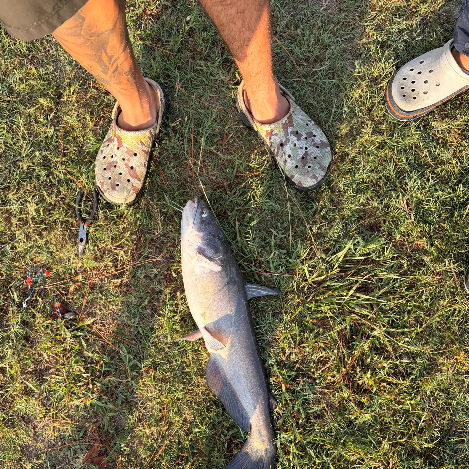 Blue catfish caught on Fishbrain