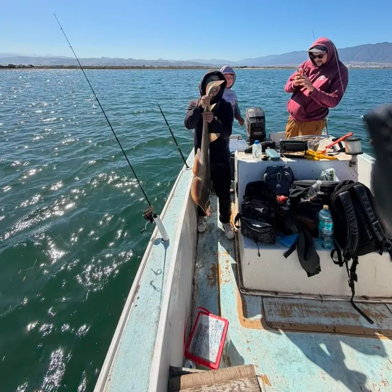 Pacific shovelnose guitarfish caught on Fishbrain