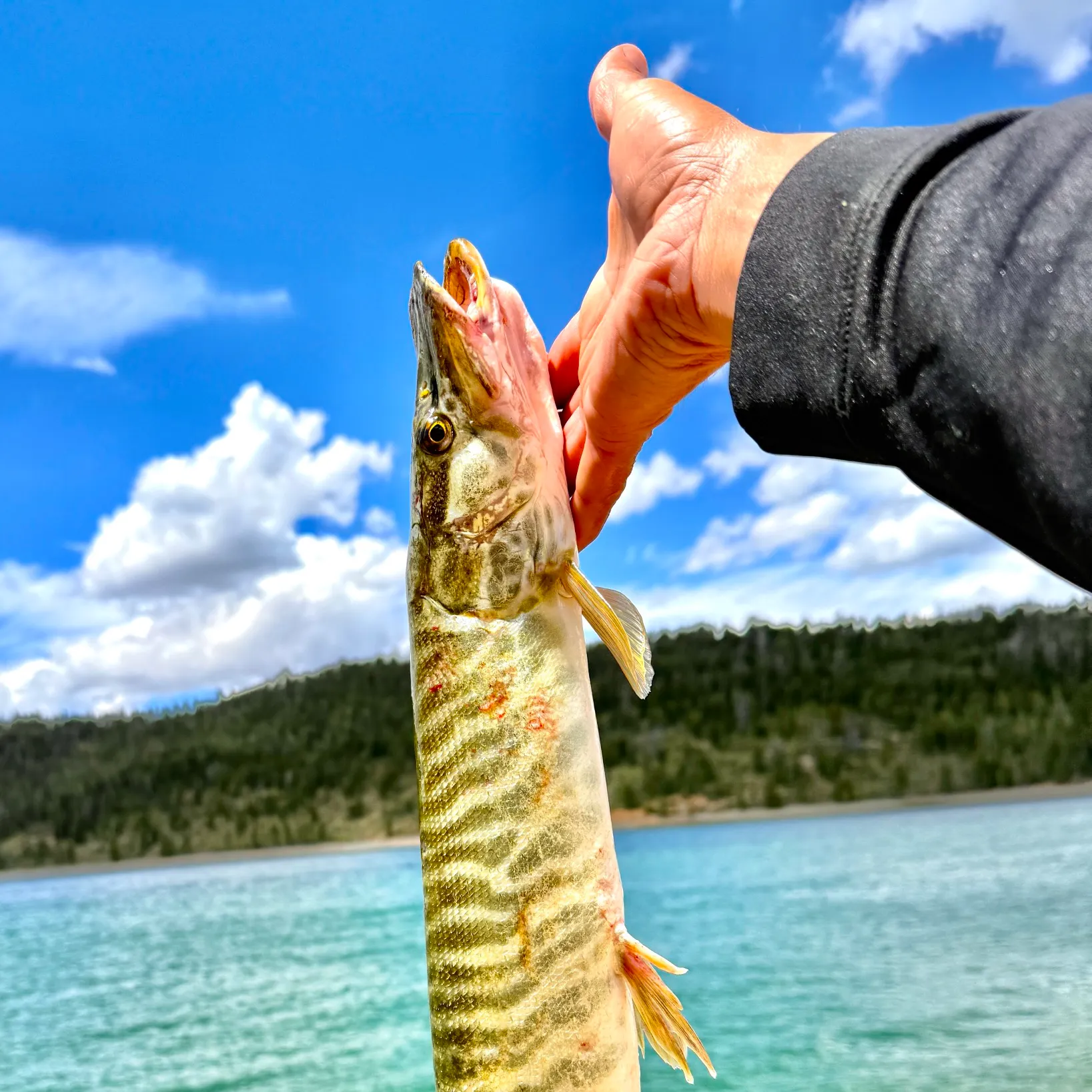The most recent Tiger muskellunge catches on Fishbrain