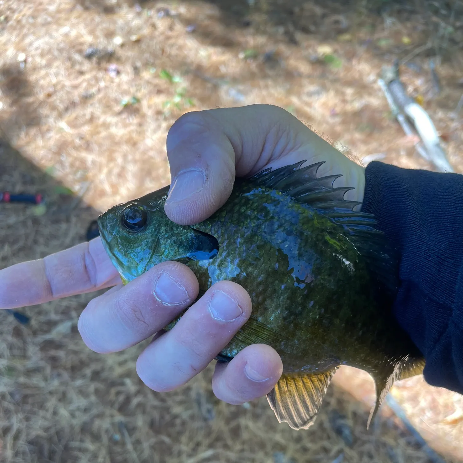 Bluegill caught on Fishbrain