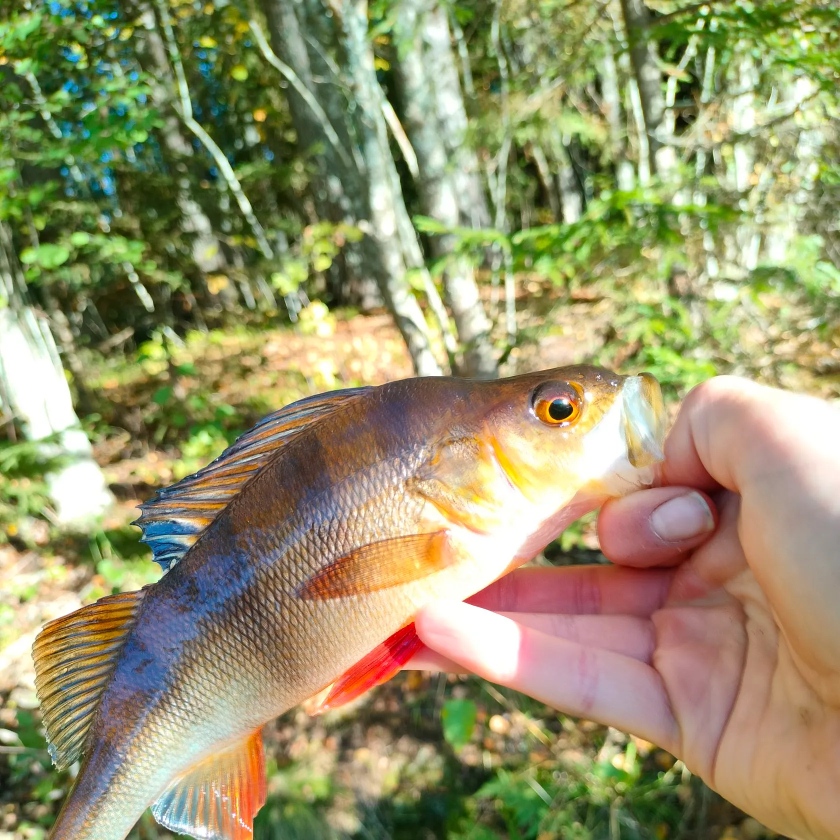 European perch caught on Fishbrain