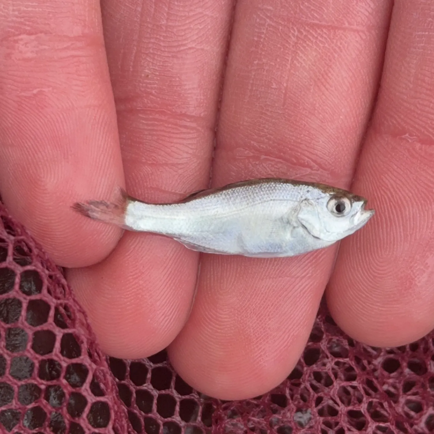 The most recent Hawaiian flagtail catches on Fishbrain