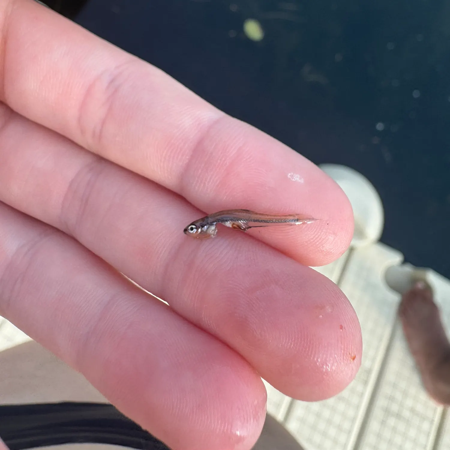 The most recent Fathead minnow catches on Fishbrain