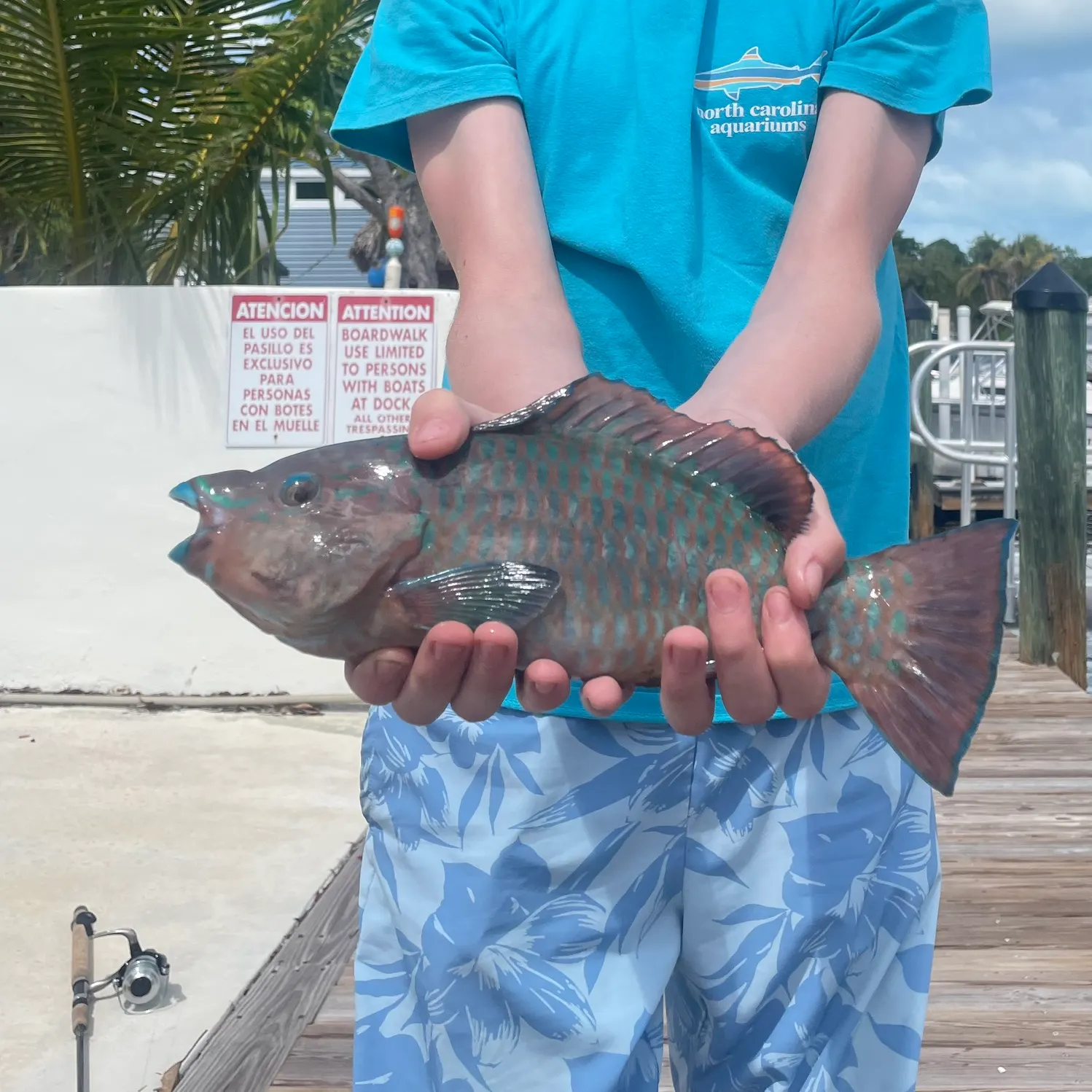 The most recent Rainbow parrotfish catches on Fishbrain
