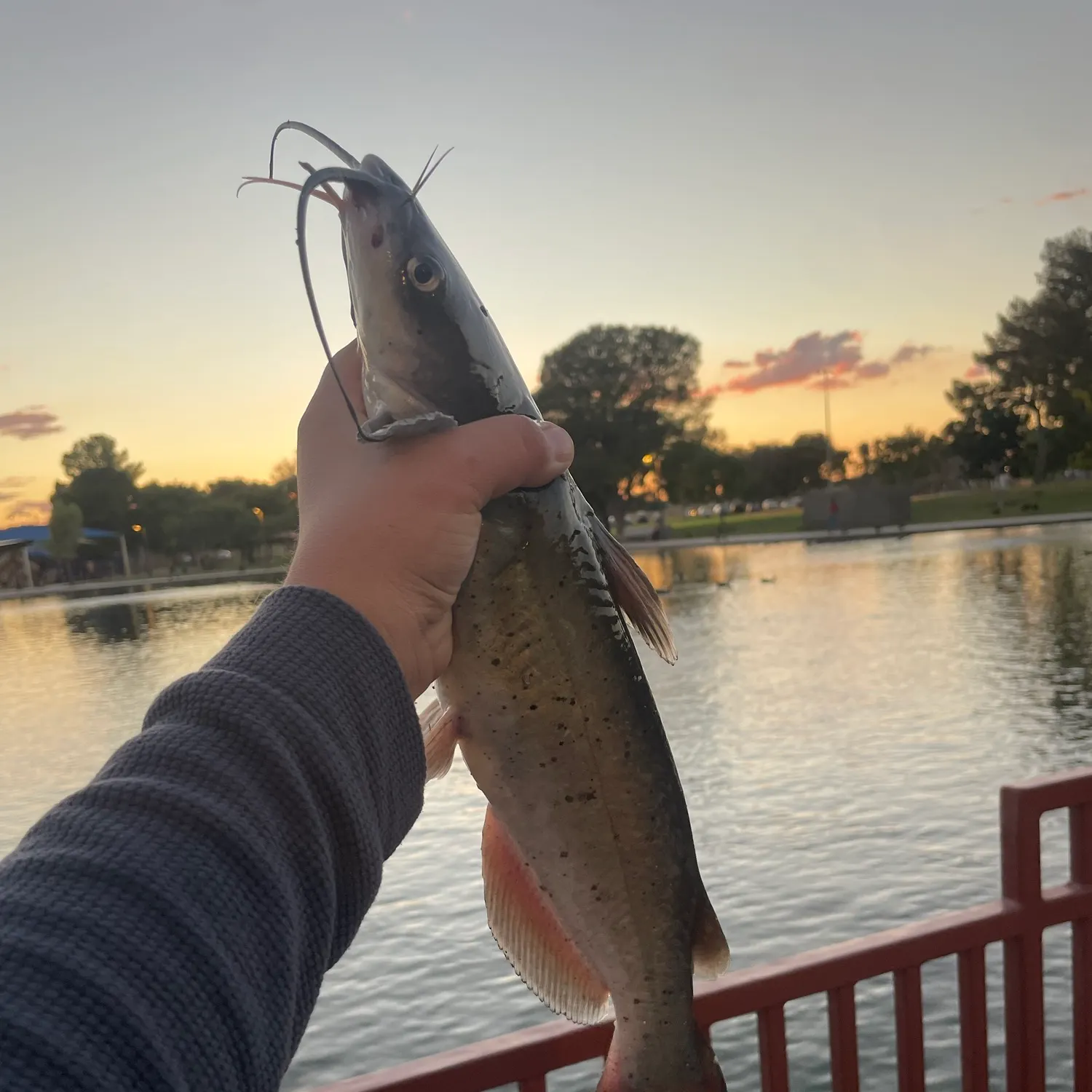 Channel catfish caught on Fishbrain