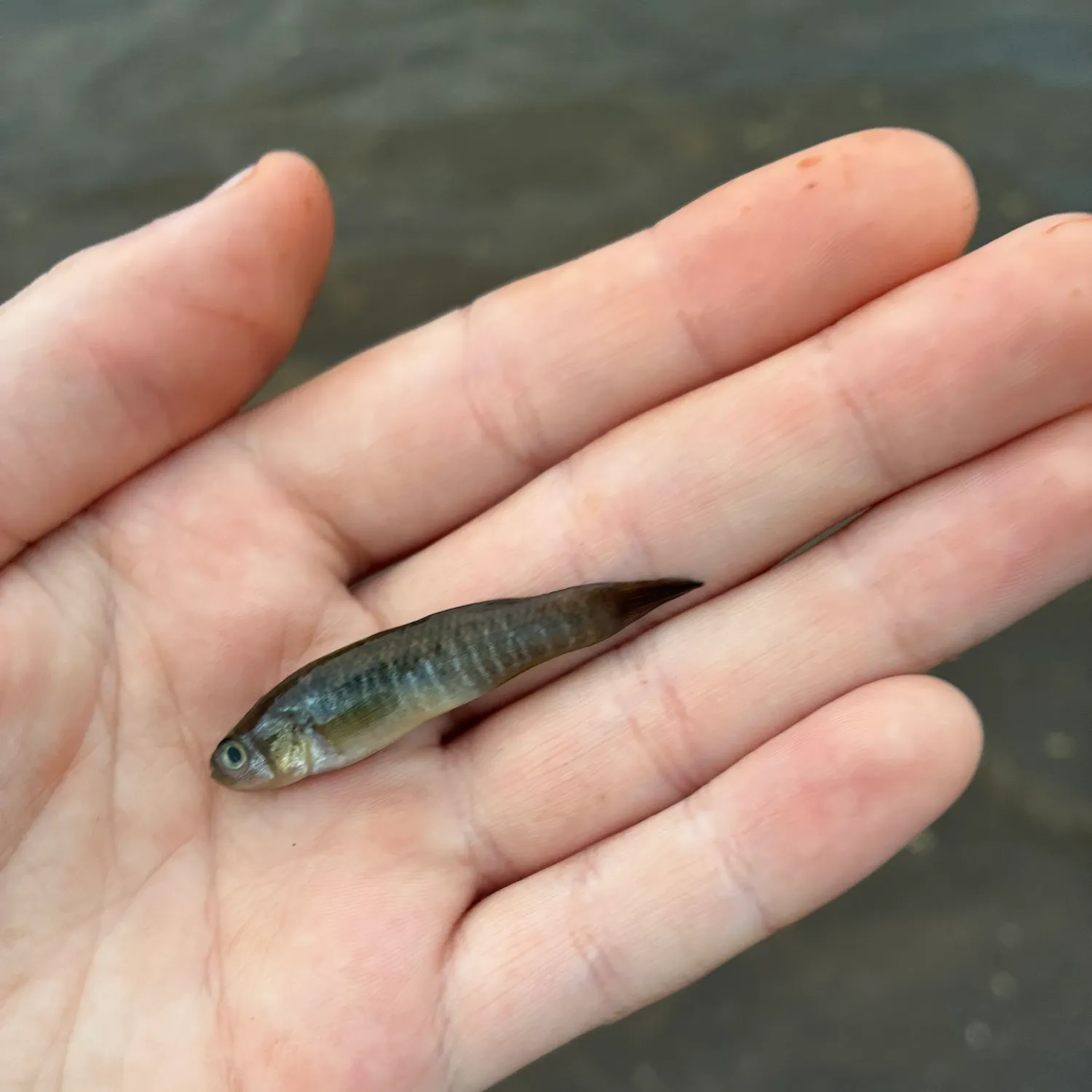 Striped killifish caught on Fishbrain