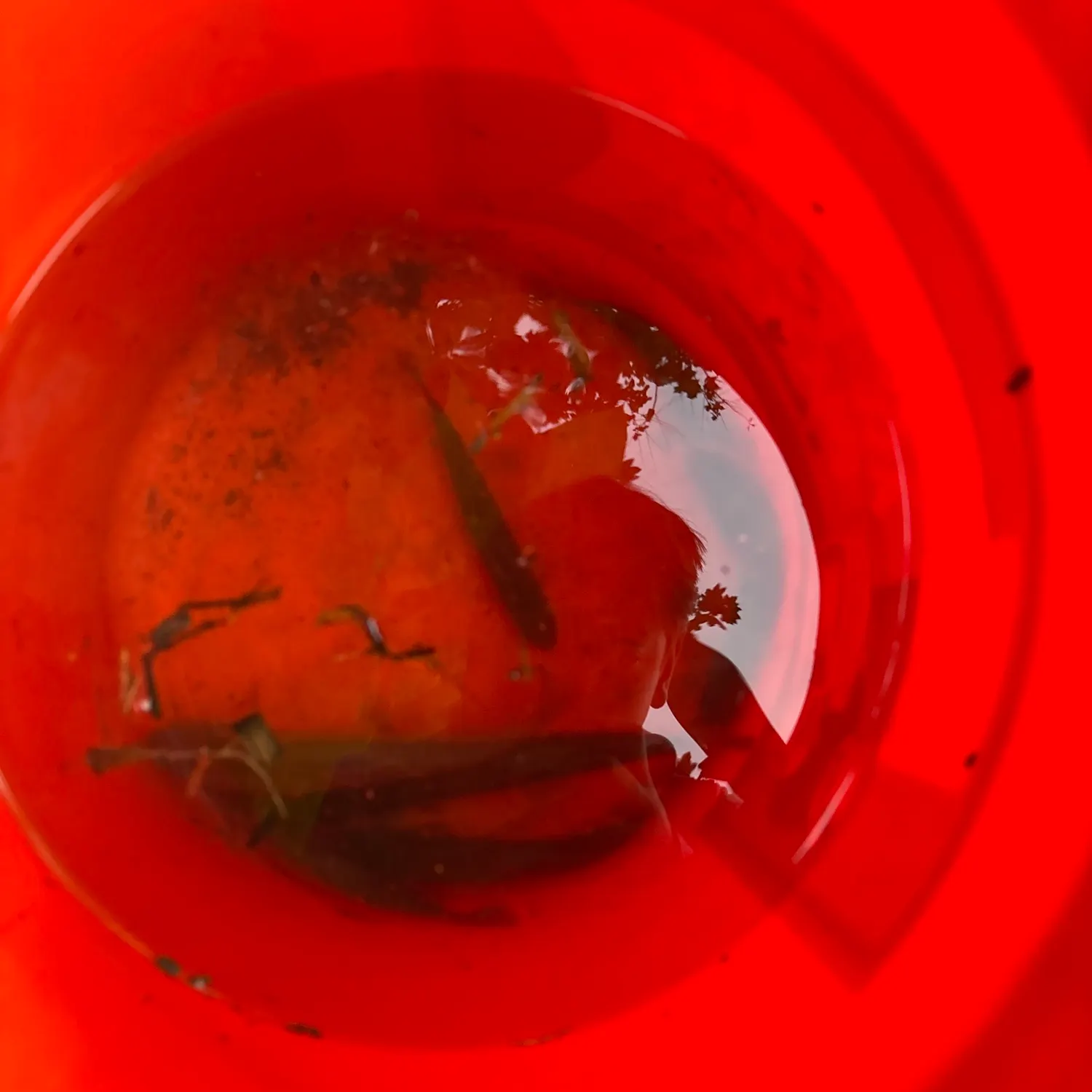 Common shiner caught on Fishbrain