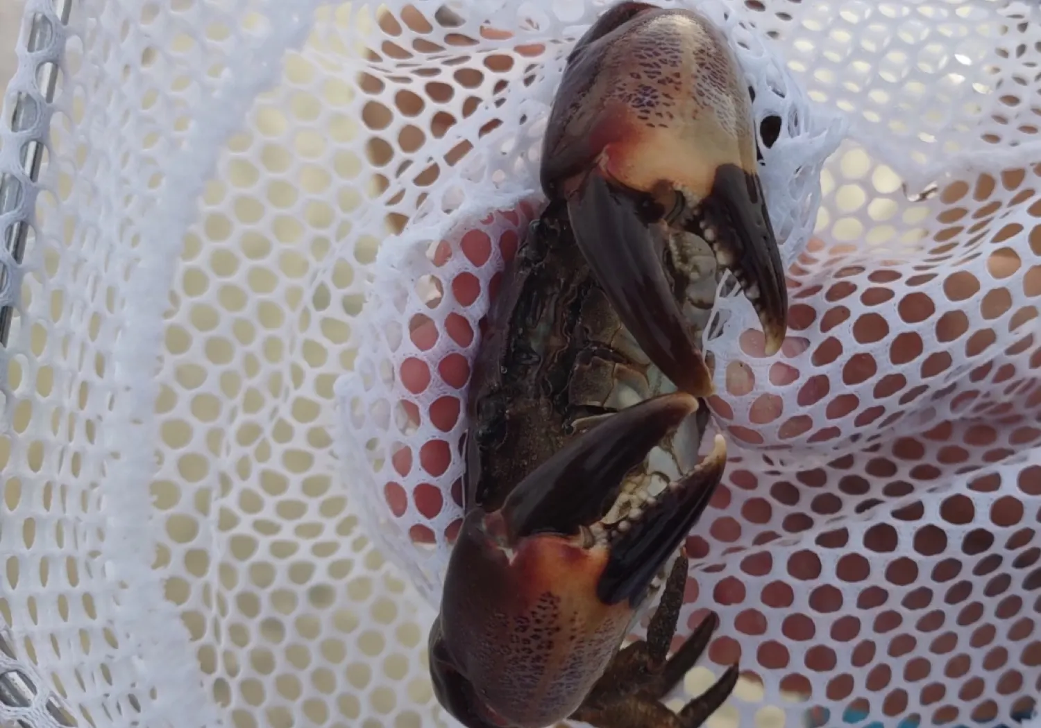 Florida stone crab