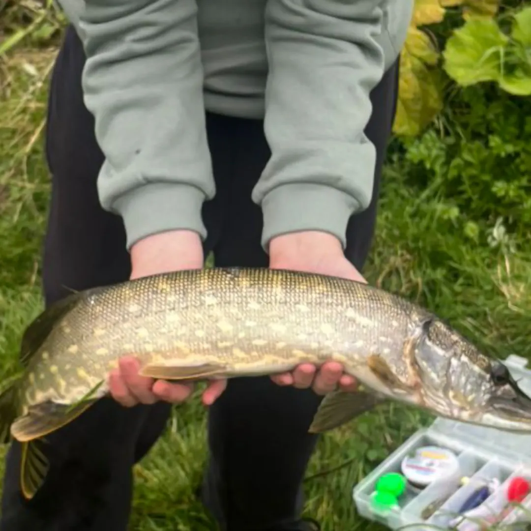 Northern pike caught on Fishbrain