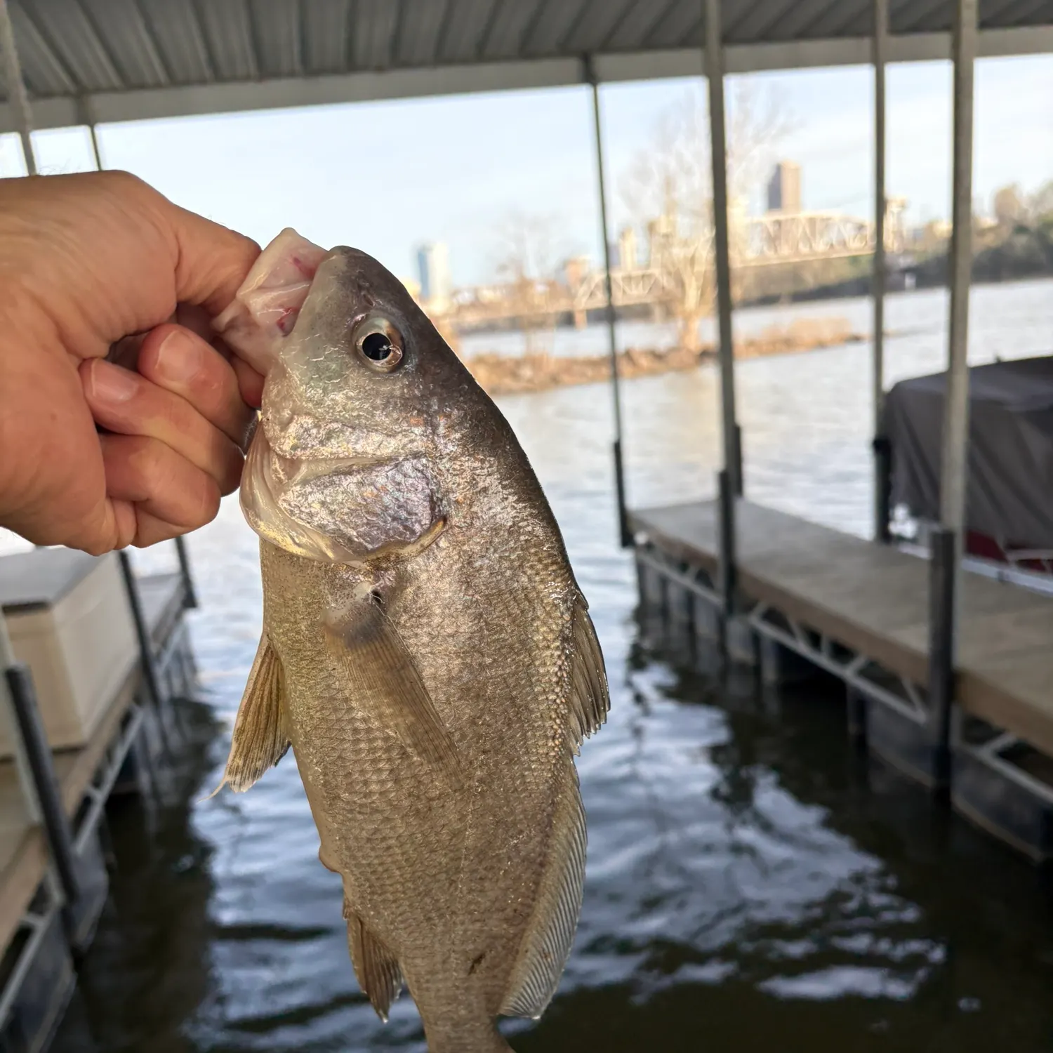 The most recent Freshwater drum catches on Fishbrain