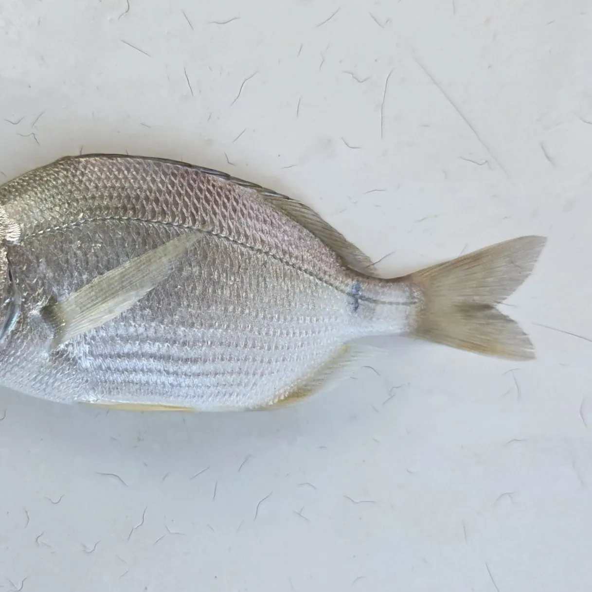 The most recent Annular seabream catches on Fishbrain