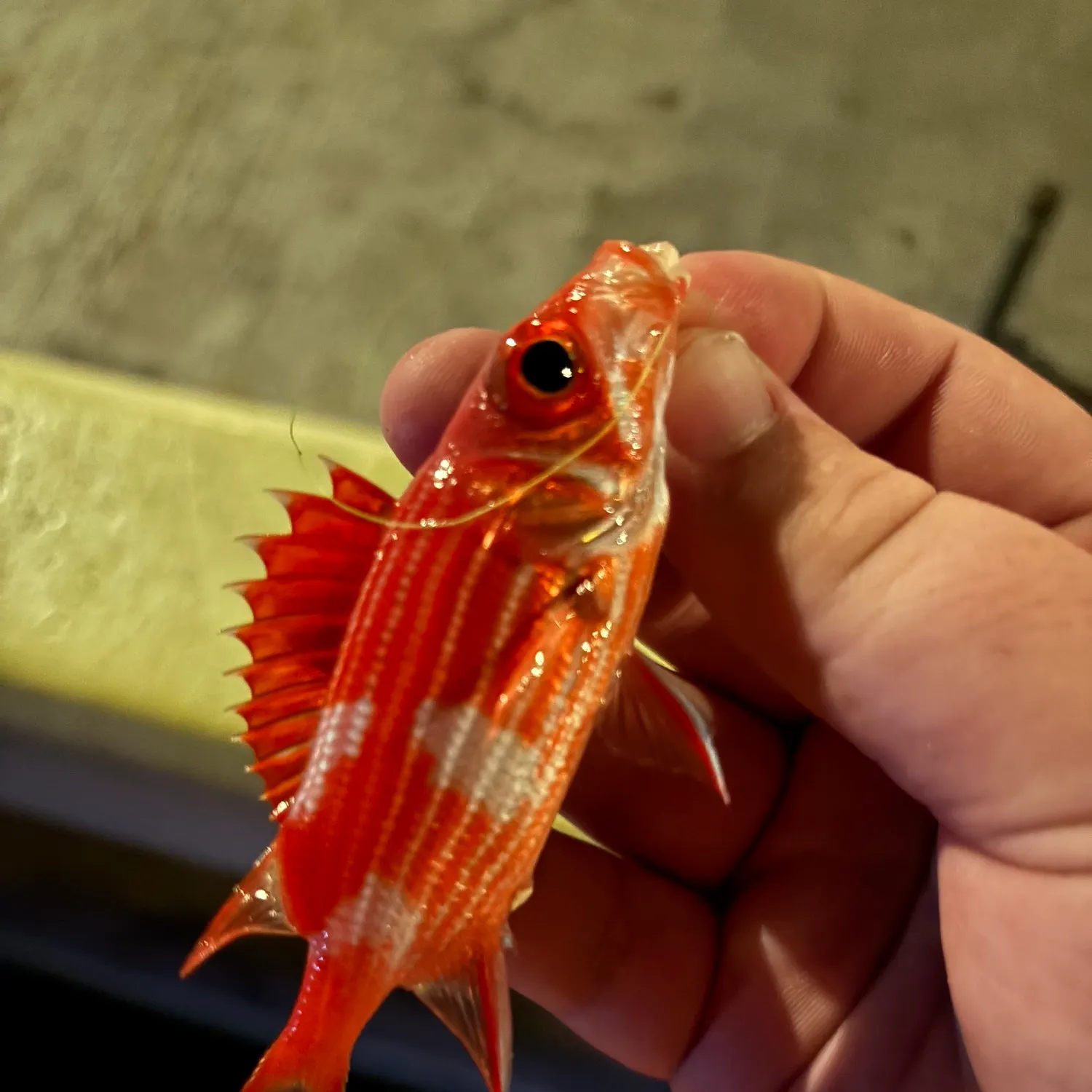 The most recent Hawaiian squirrelfish catches on Fishbrain