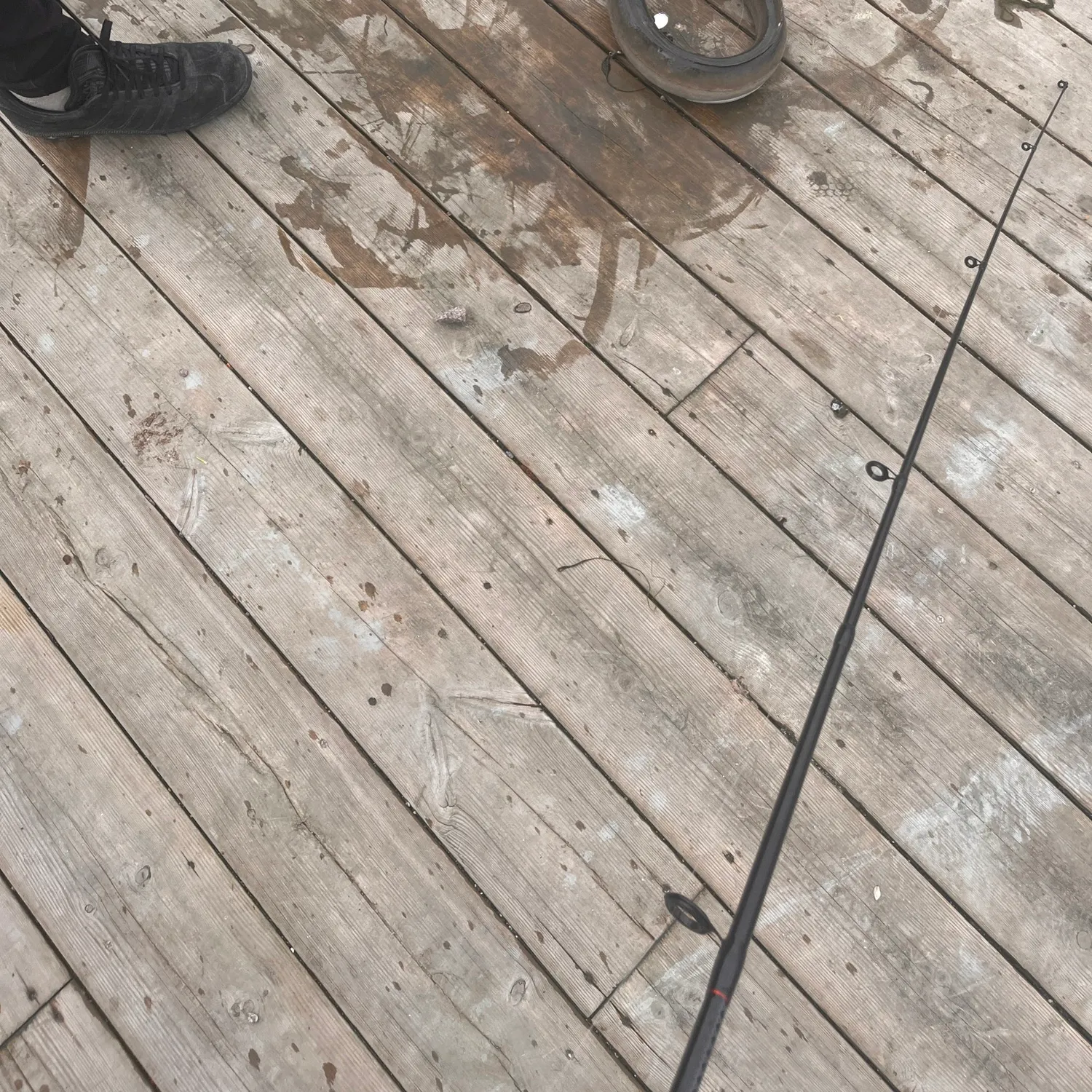 The most recent European eel catches on Fishbrain