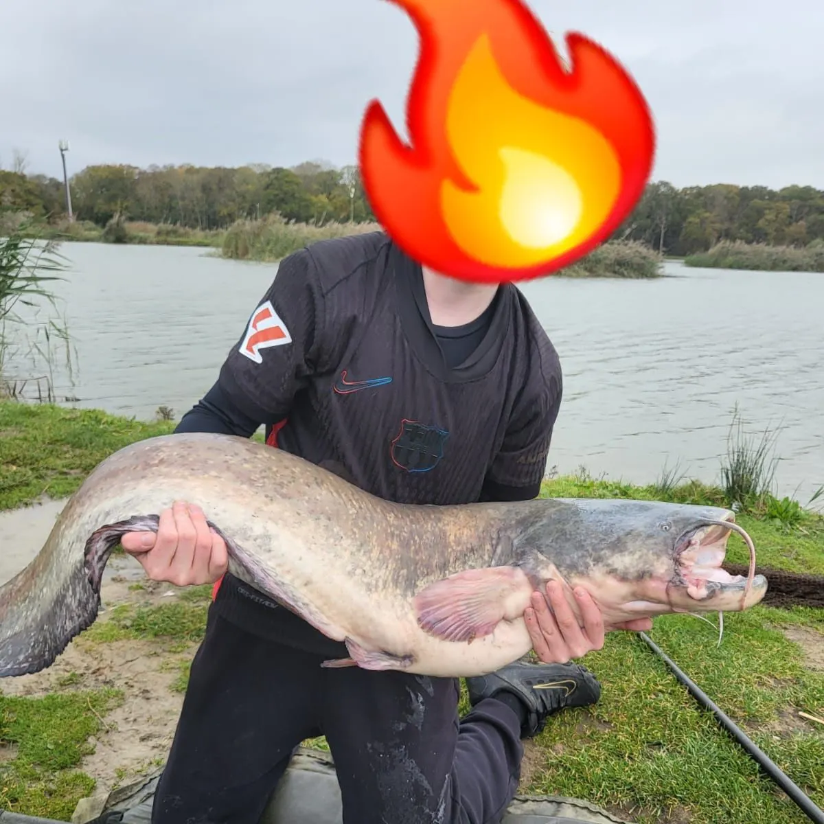 The most recent Wels catfish catches on Fishbrain