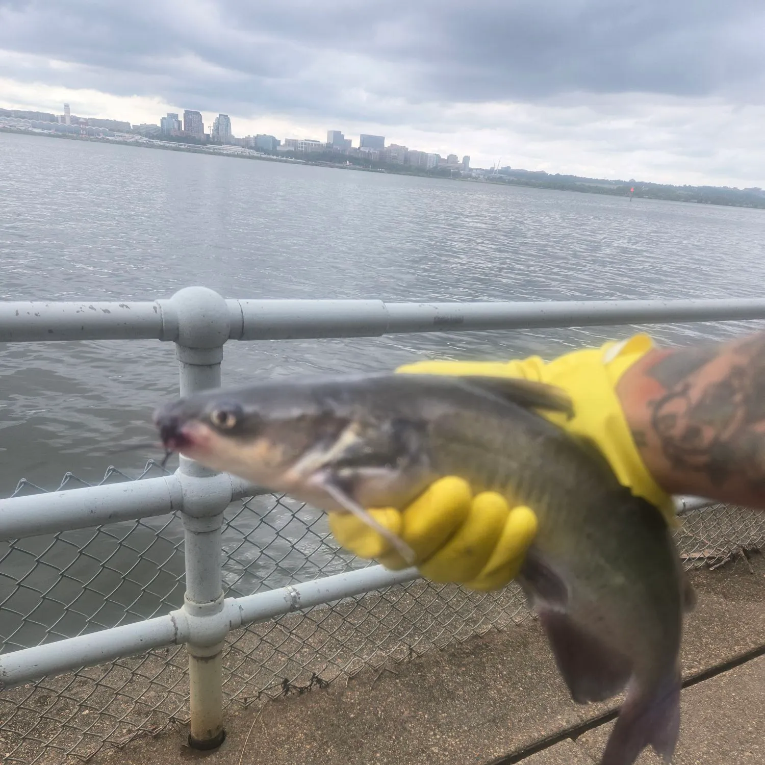 catch
