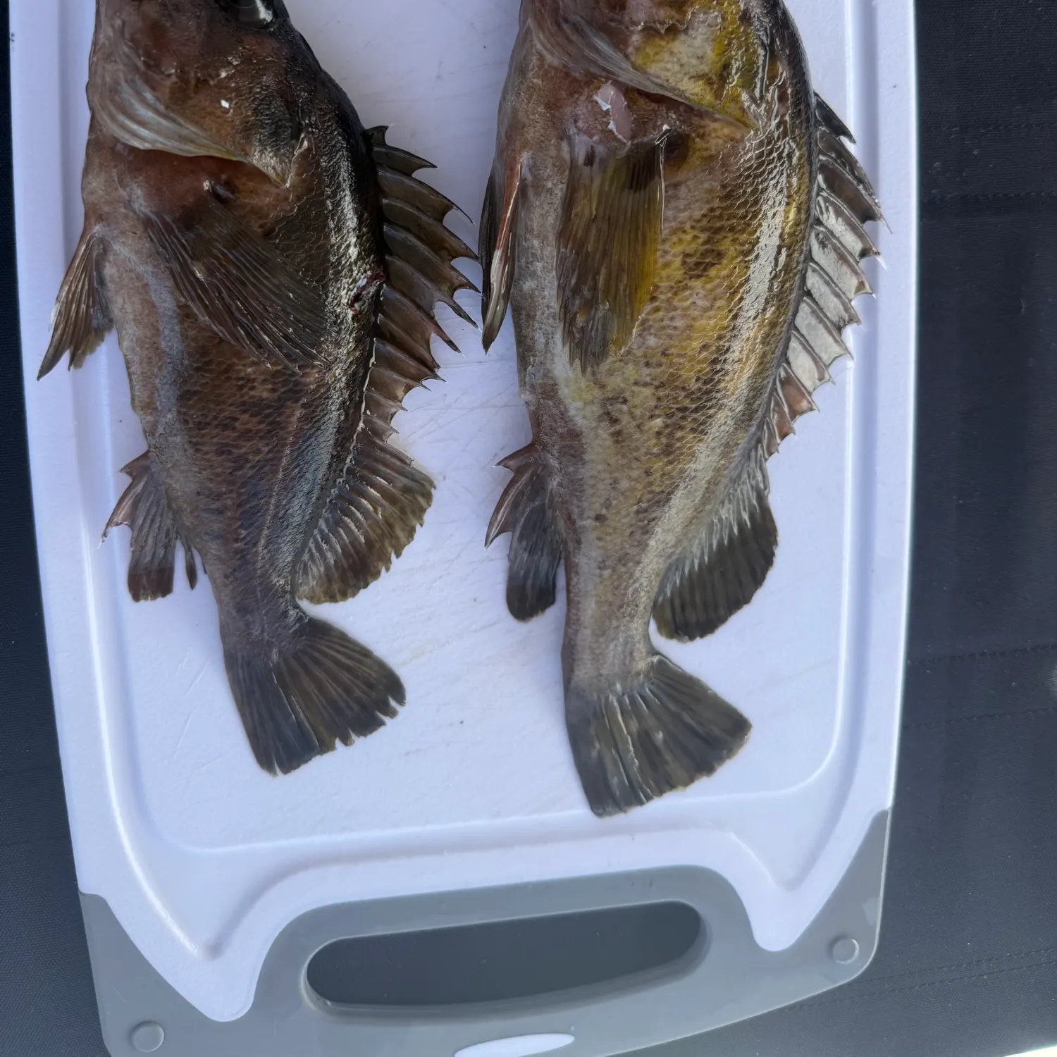 The most recent Quillback rockfish catches on Fishbrain