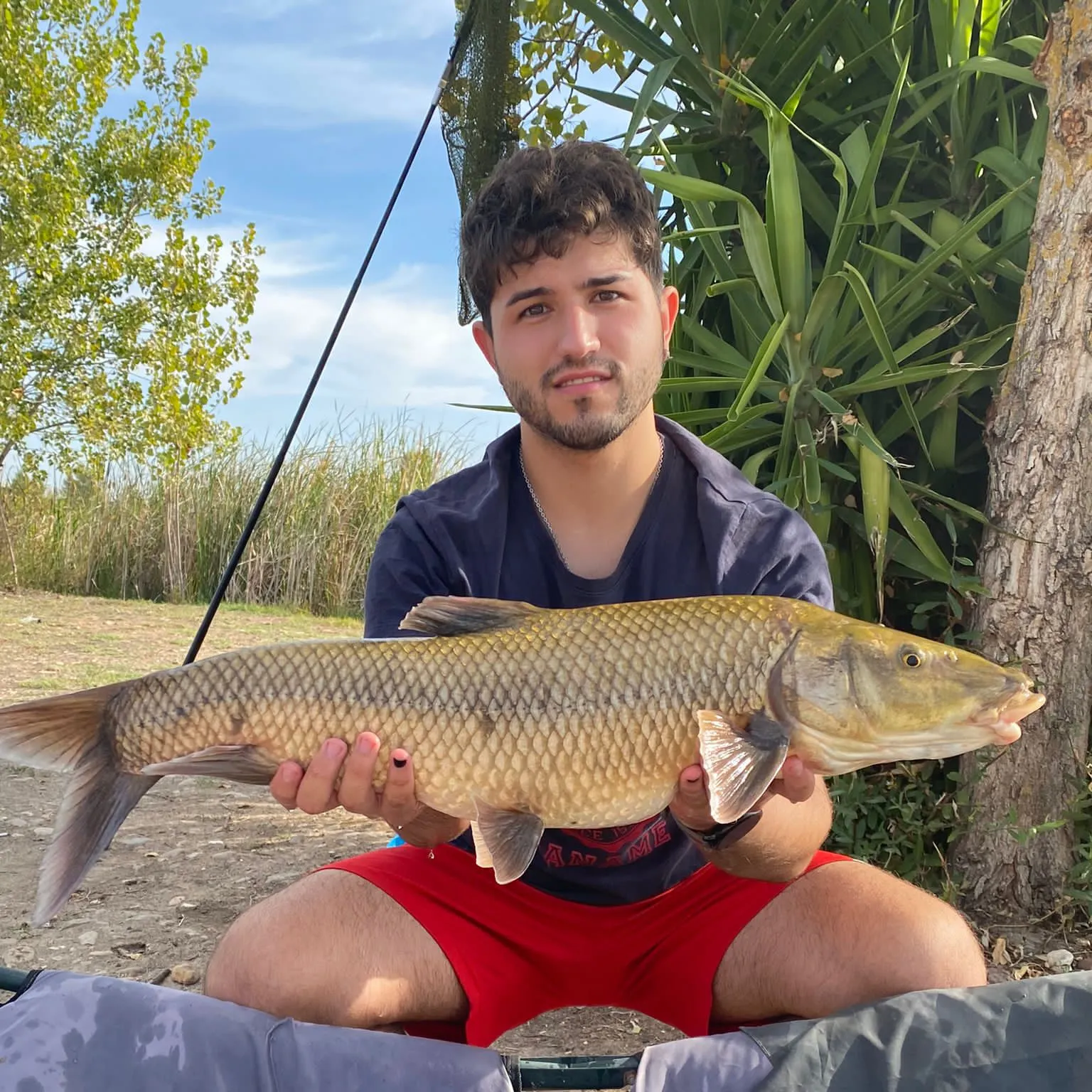 The most popular recent Iberian barbel catch on Fishbrain