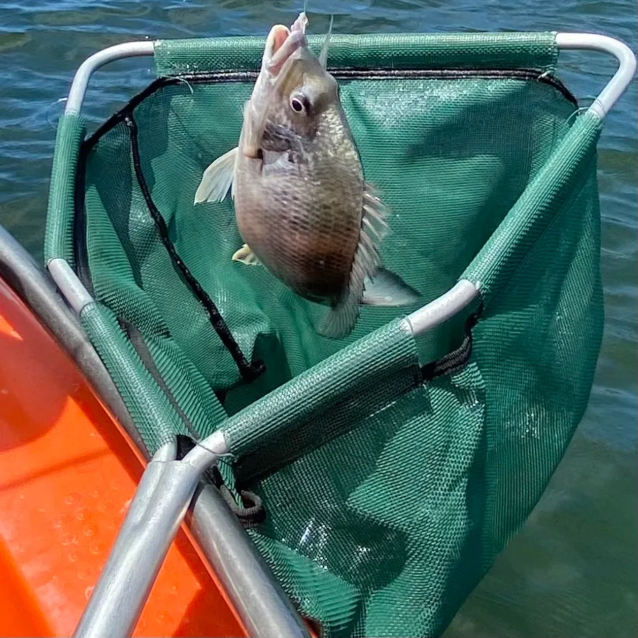 The most recent Southern black bream catches on Fishbrain