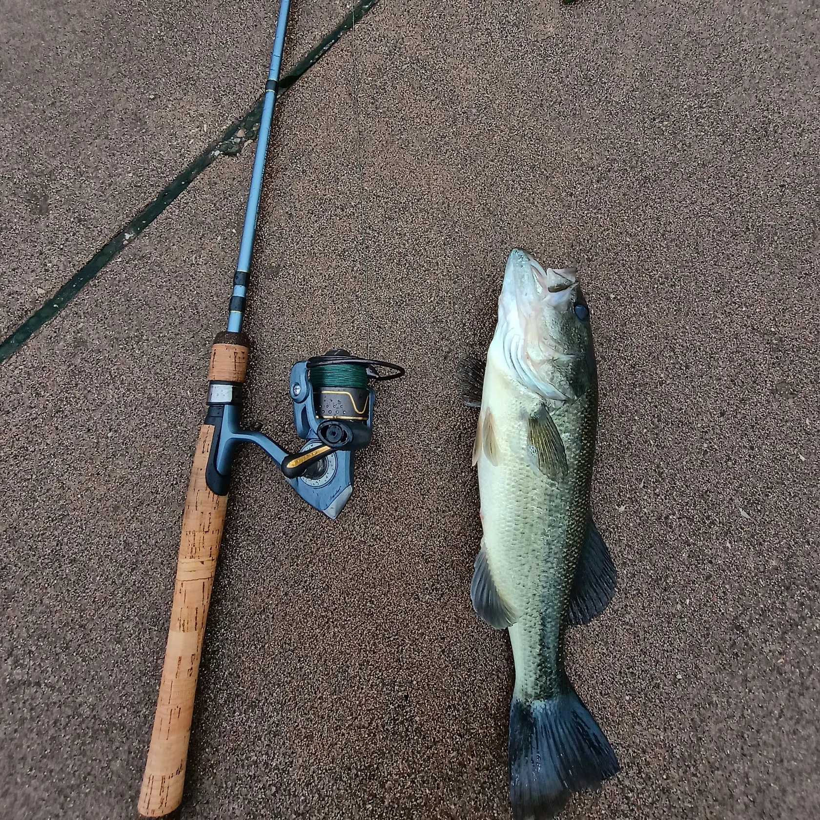 Largemouth bass caught on Fishbrain