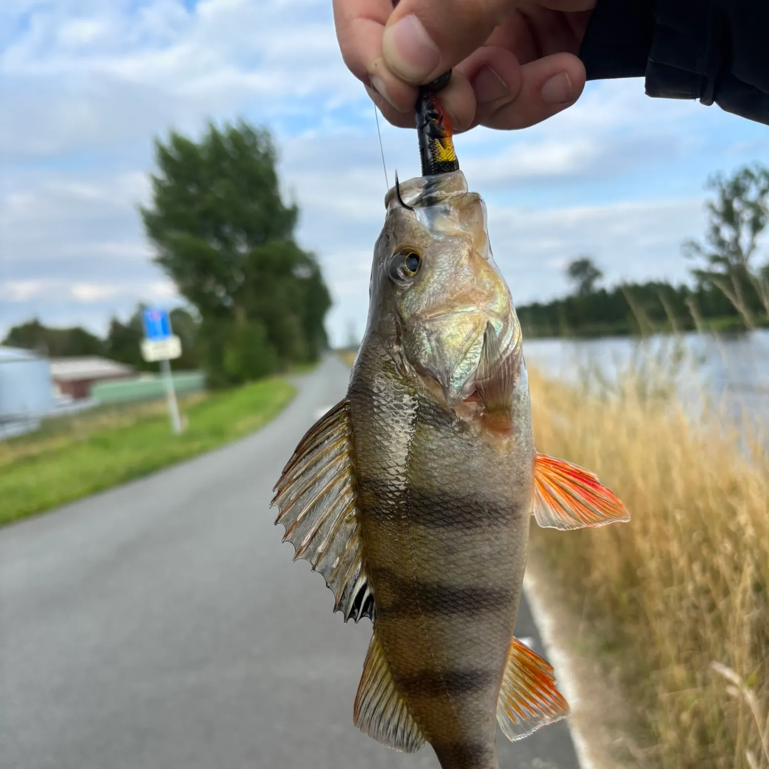 European perch caught on Fishbrain