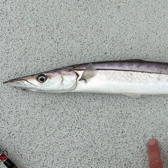 The most recent Pacific barracuda catches on Fishbrain