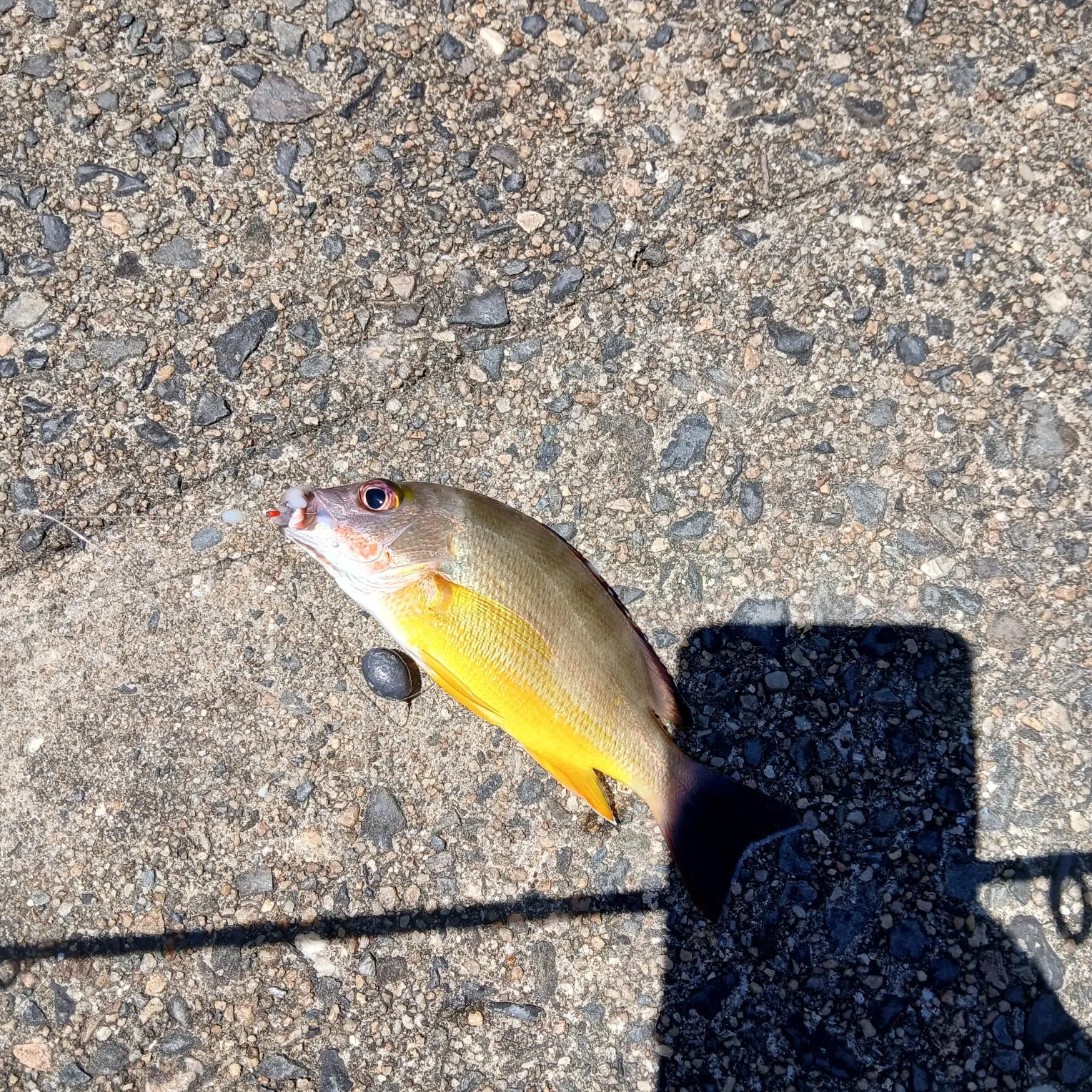 The most recent Moses perch catches on Fishbrain