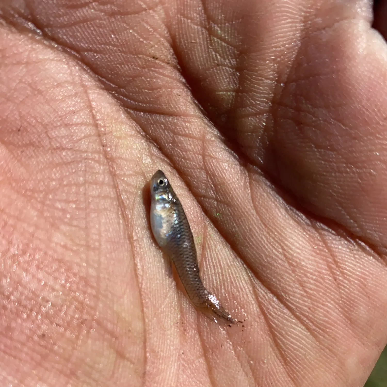 The most recent Western mosquitofish catches on Fishbrain