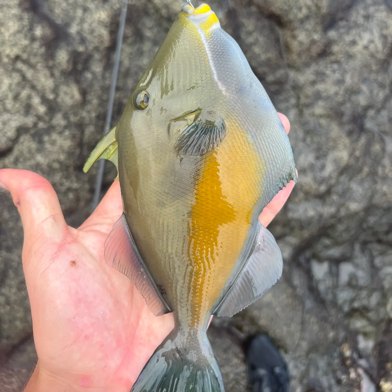 The most recent Orangeside triggerfish catches on Fishbrain