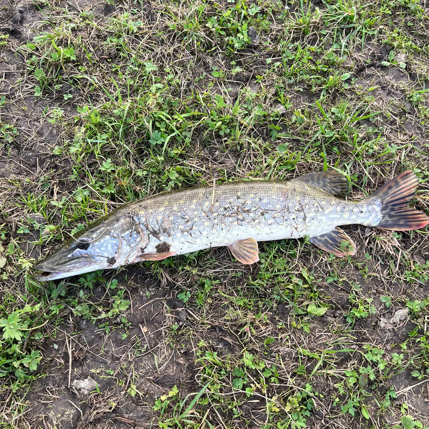 Northern pike caught on Fishbrain