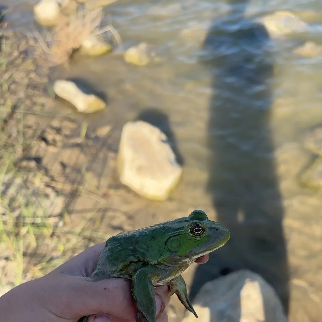 Green frog caught on Fishbrain