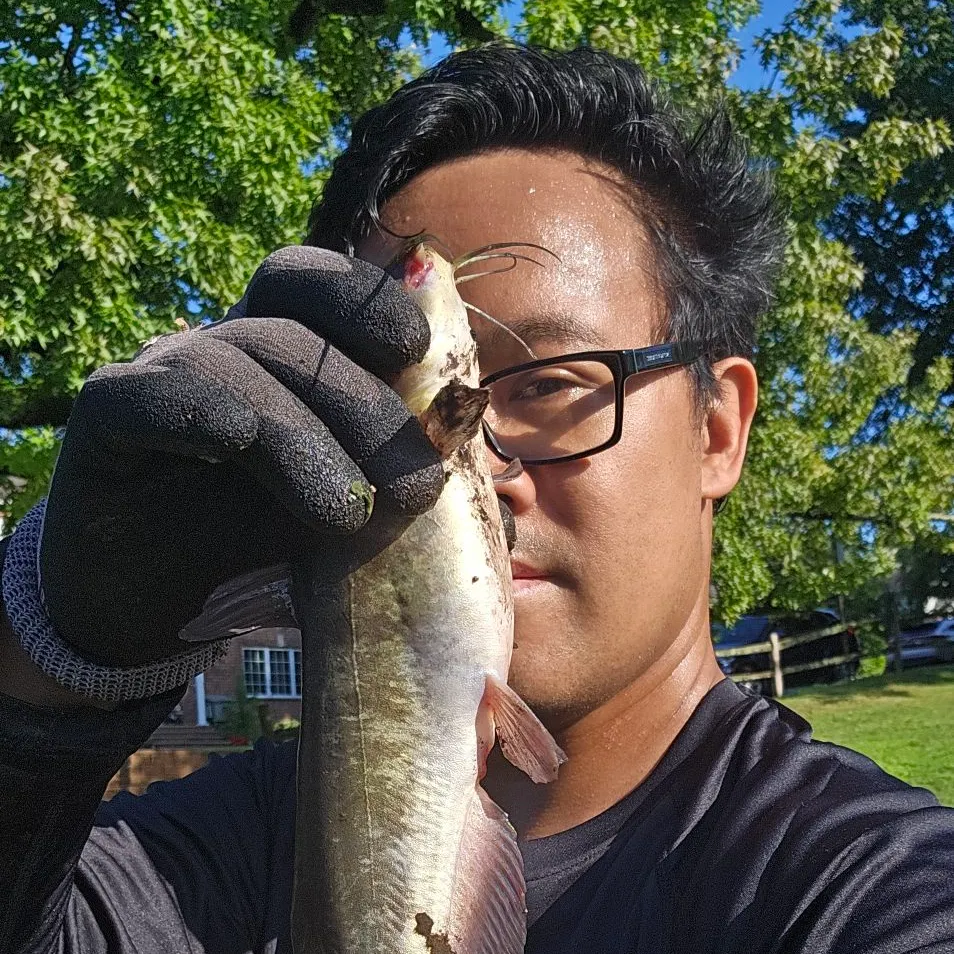 Brown bullhead caught on Fishbrain
