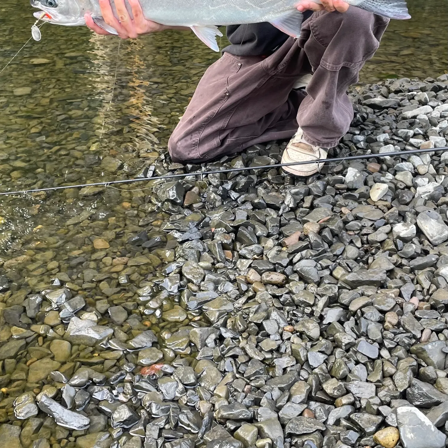 Steelhead caught on Fishbrain