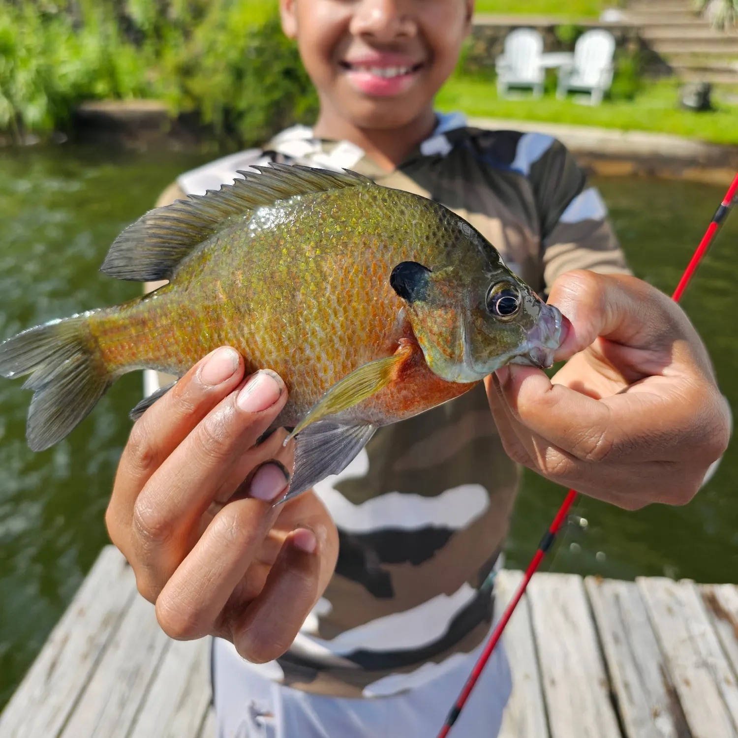 Bluegill caught on Fishbrain
