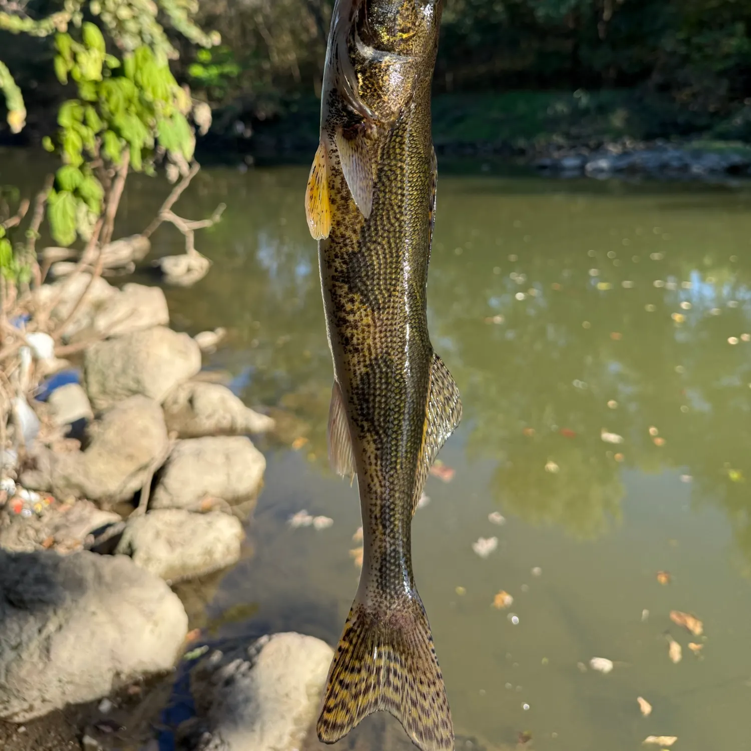Sauger caught on Fishbrain