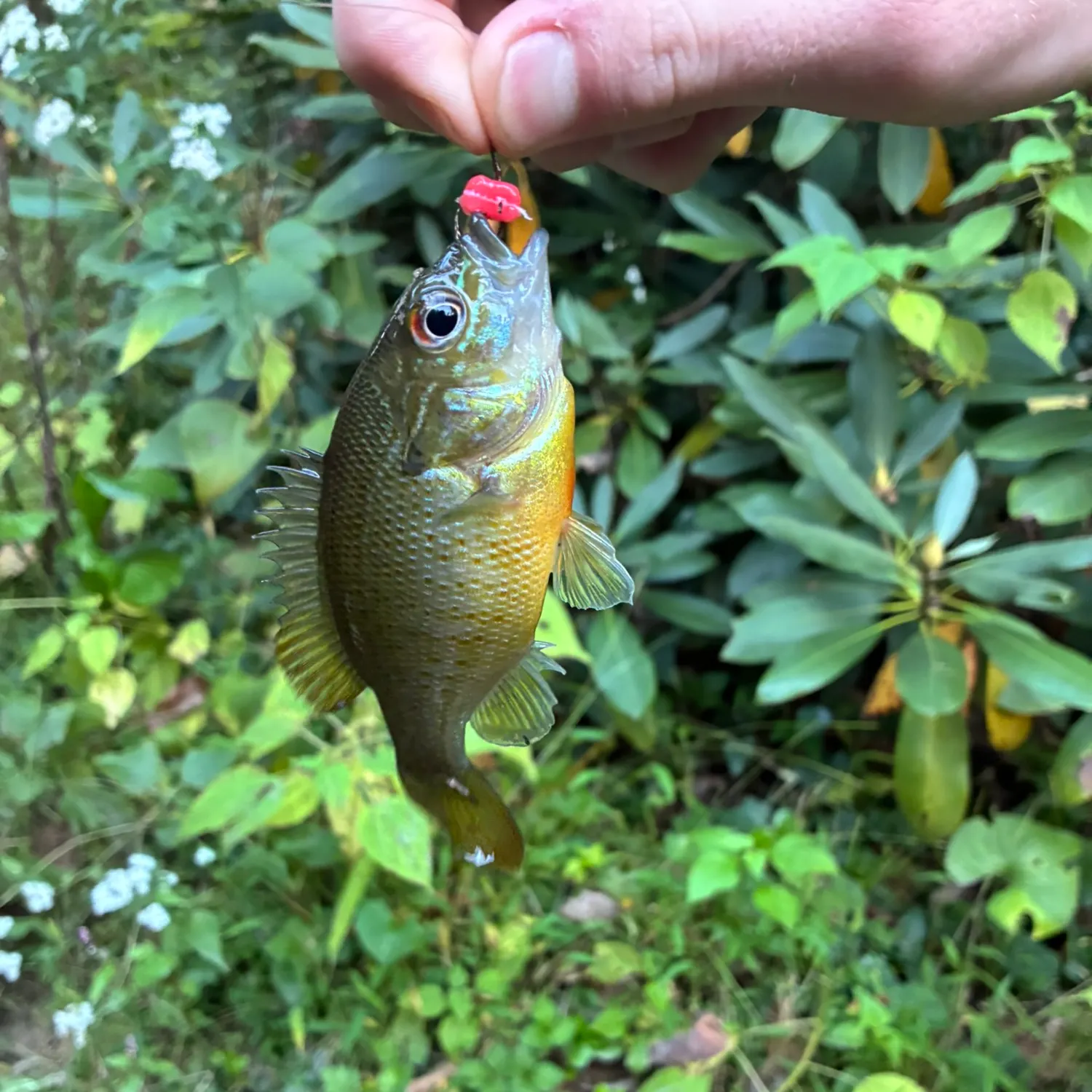 Redbreast sunfish caught on Fishbrain
