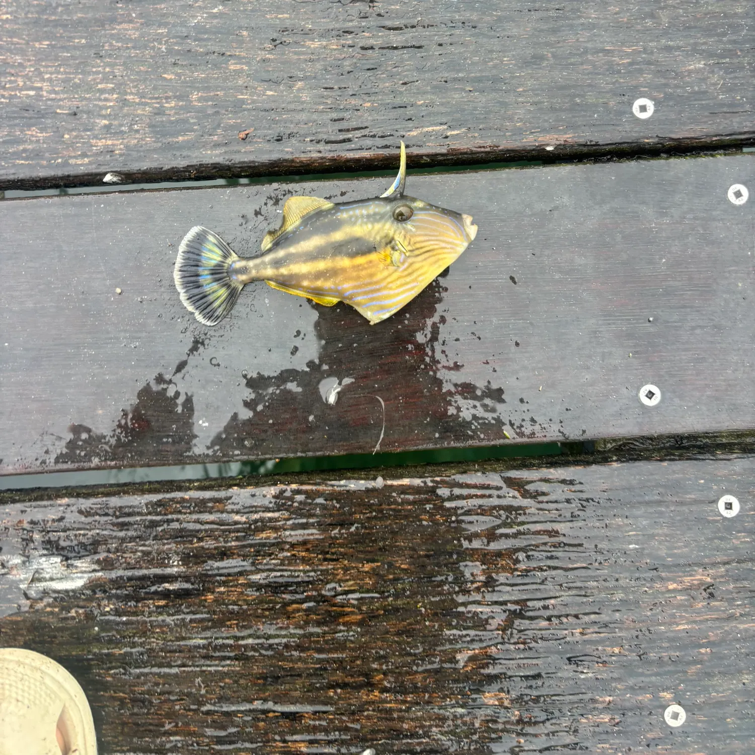 Yellowfin leatherjacket caught on Fishbrain