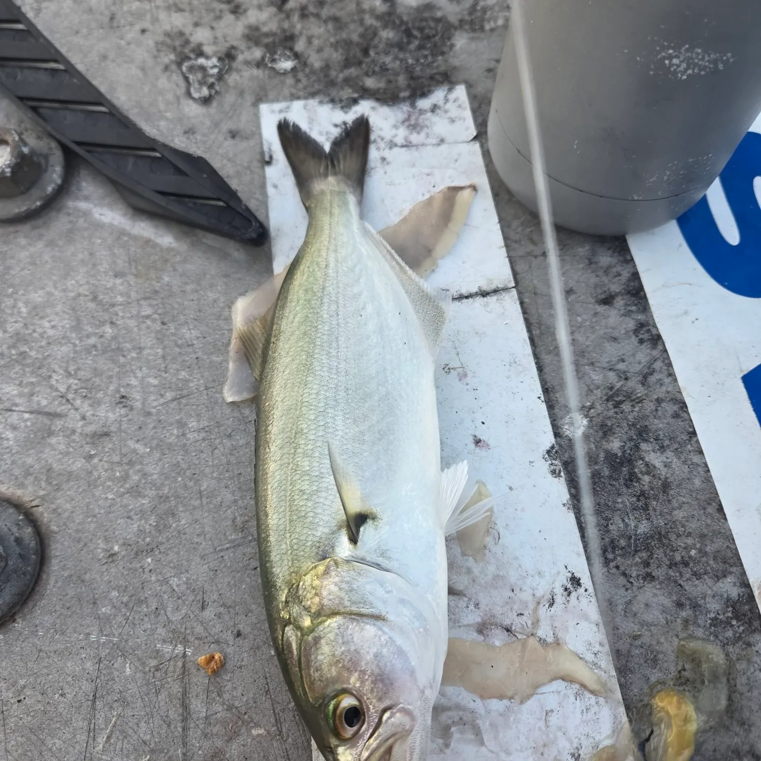 Bluefish caught on Fishbrain