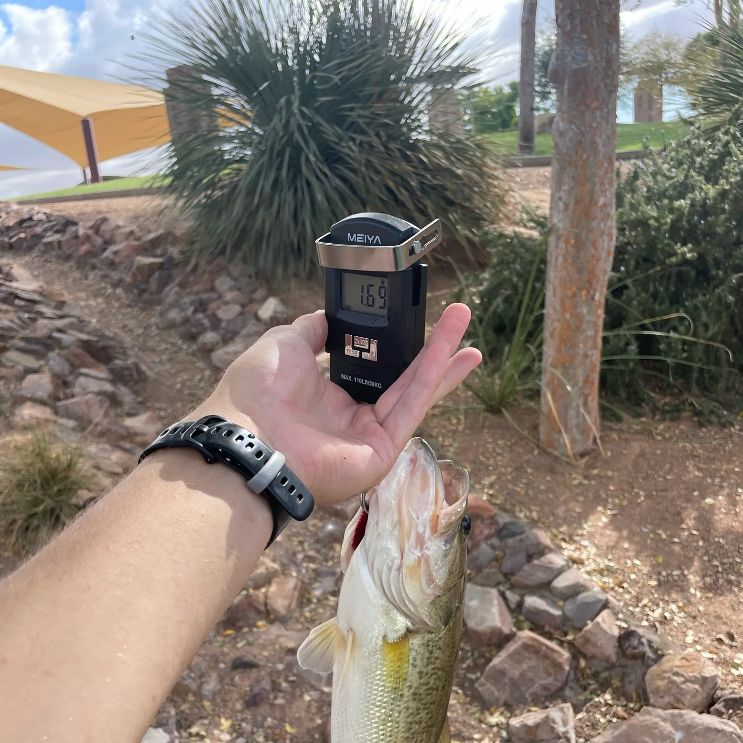 Largemouth bass caught on Fishbrain